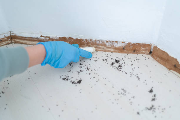 Best Bed Bug Extermination  in Edina, MO